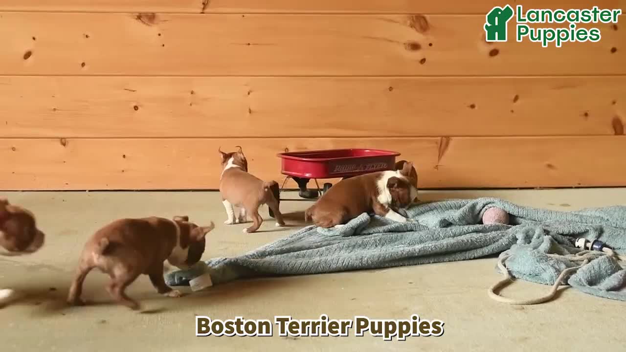 Boston Terrier dogs for sale: Whisper - Video 1