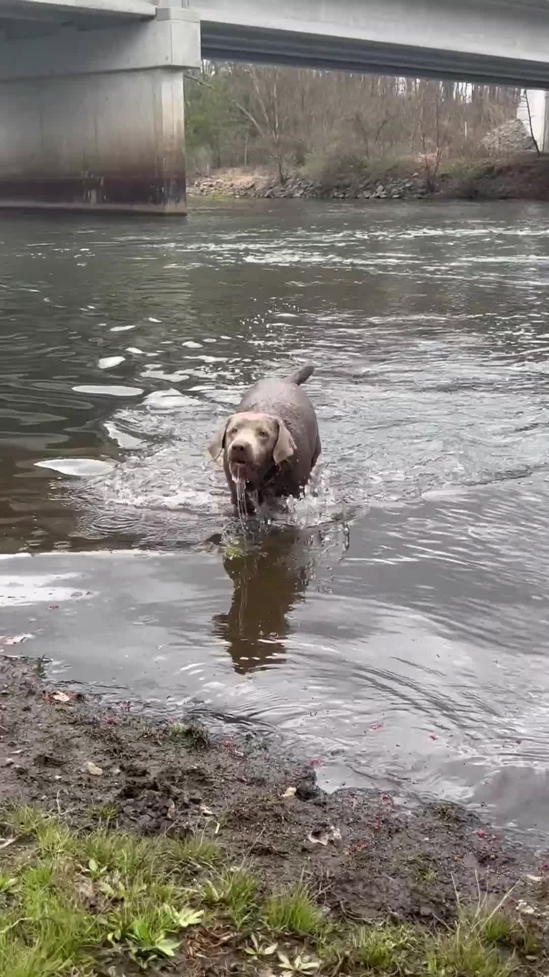 Labrador Retriever dogs for sale: Gus - Video 1