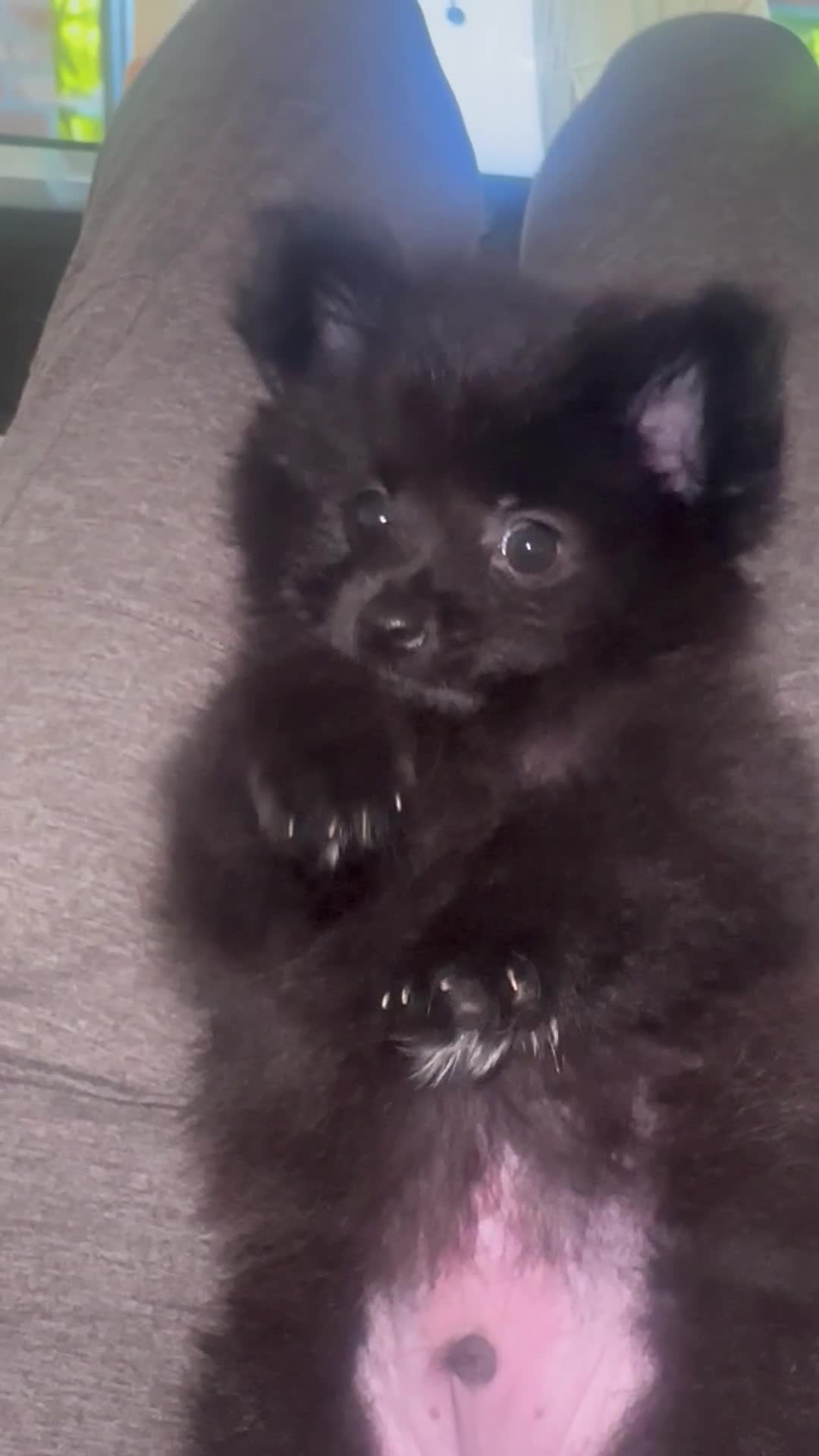 Pomeranian dogs for sale: Ivan - Video 1