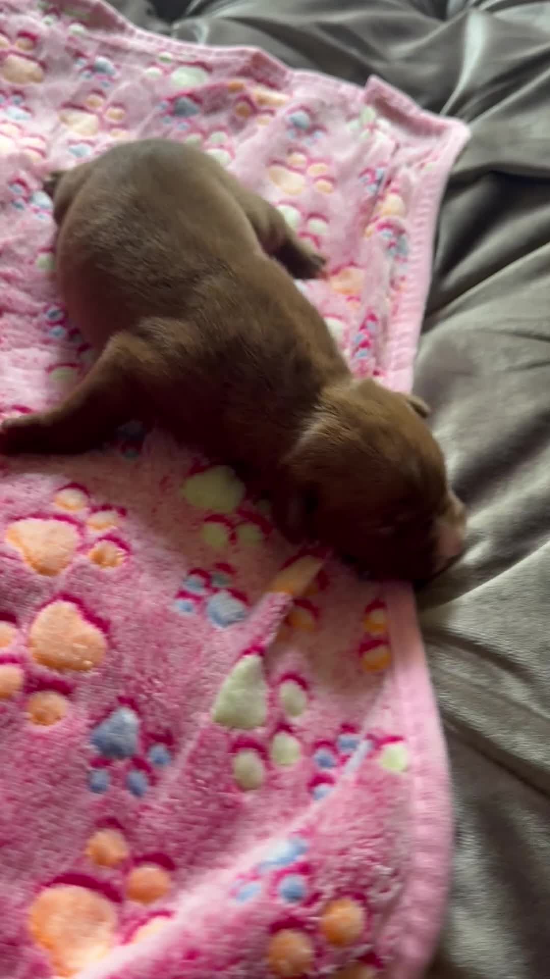 American Bully dogs for sale: American Bully 8 - Video 1