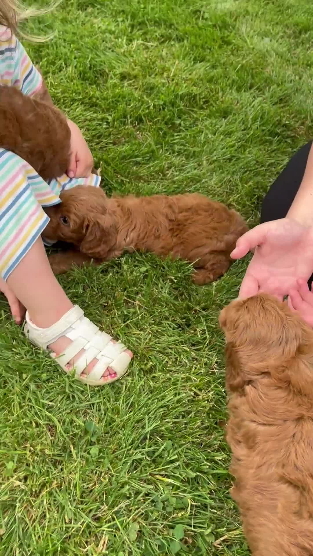 Cavapoo dogs for sale: Royal - Video 2