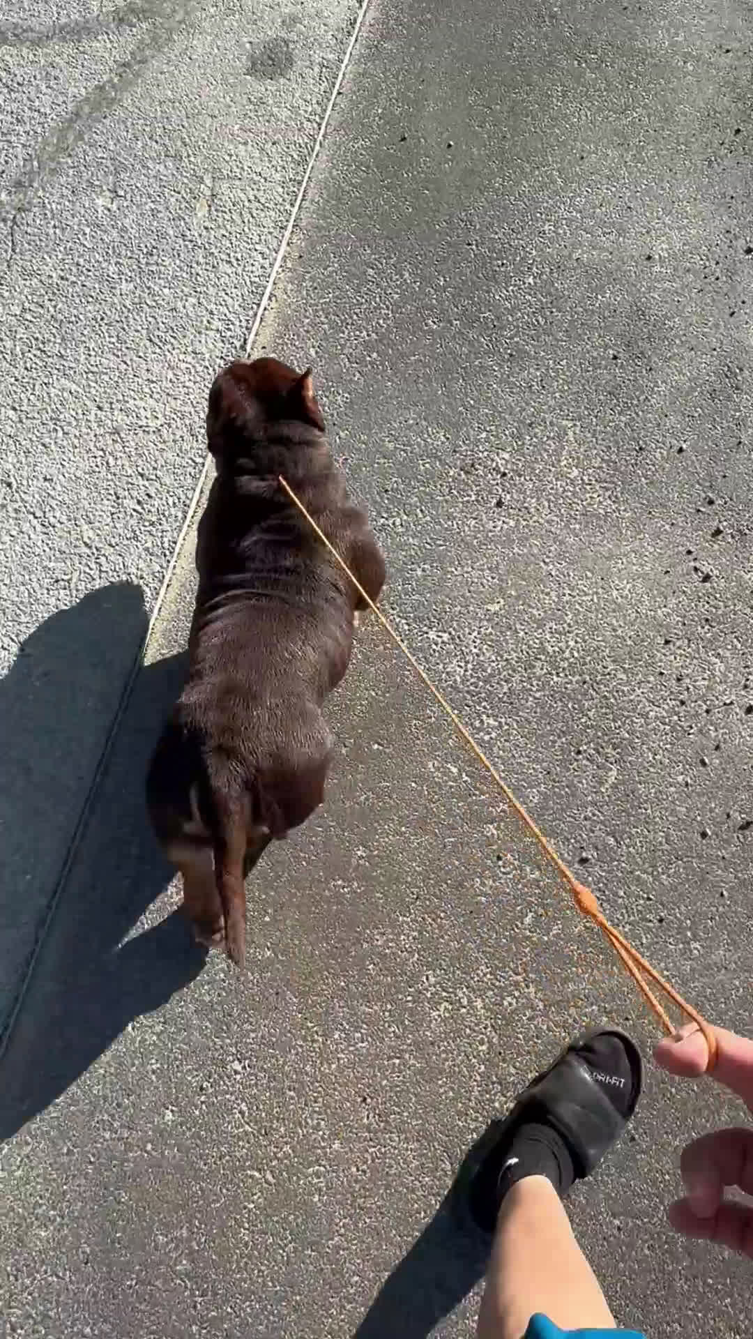 American Bully dogs for sale: American Bully Puppy 1 - Video 3