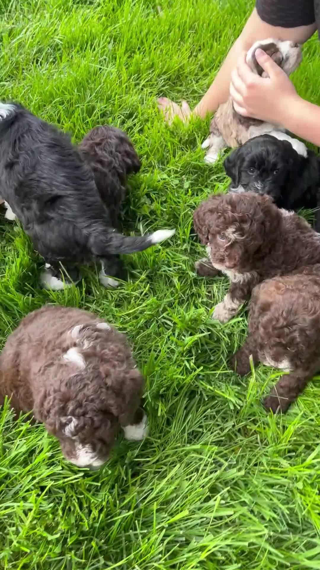 Mixed Breed dogs for sale: Flash - Video 2