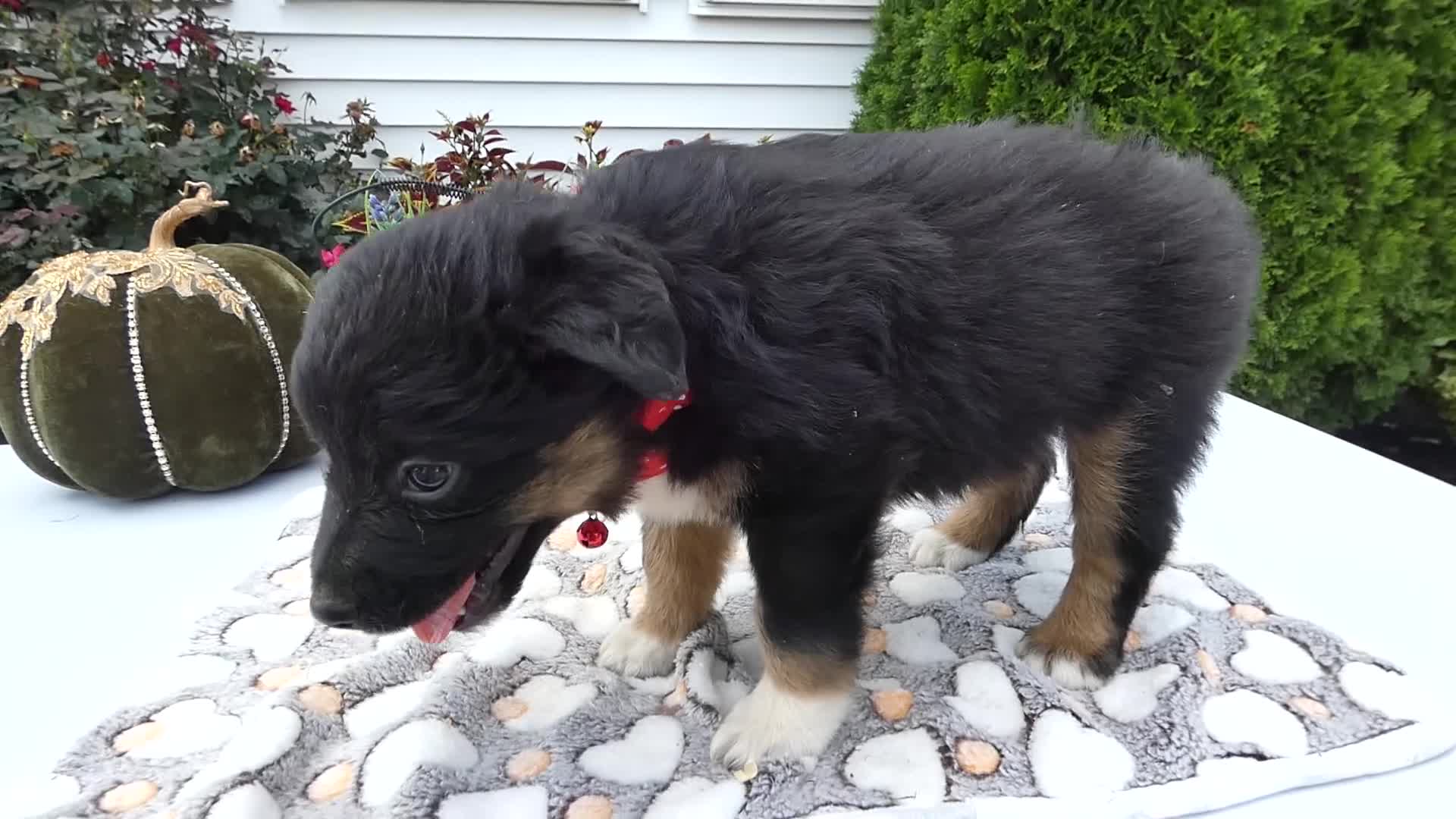 Mixed Breed dogs for sale: Mixed Breed 6 Macy - Video 1