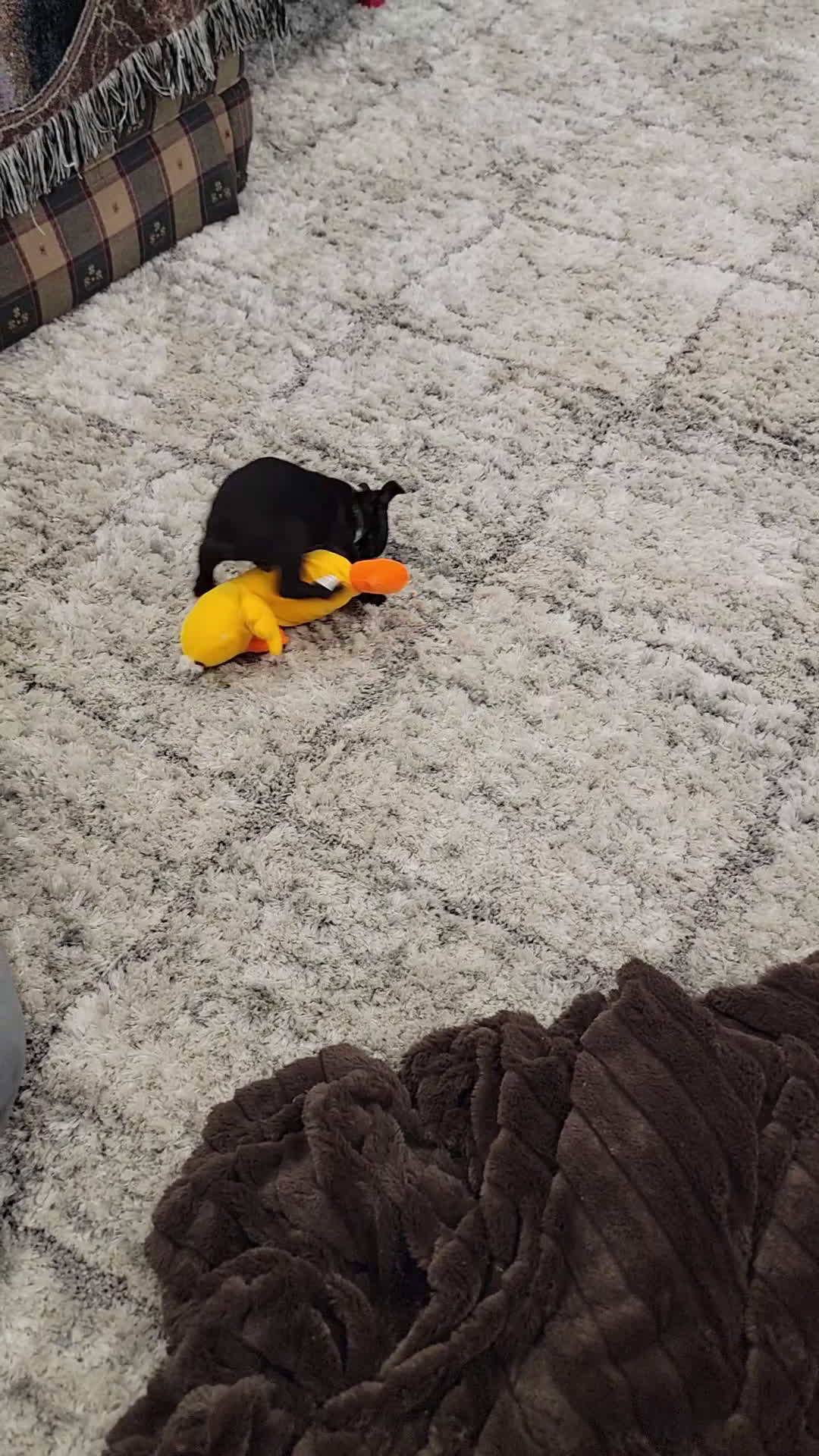 Boston Terrier dogs for sale: Buster - Video 1