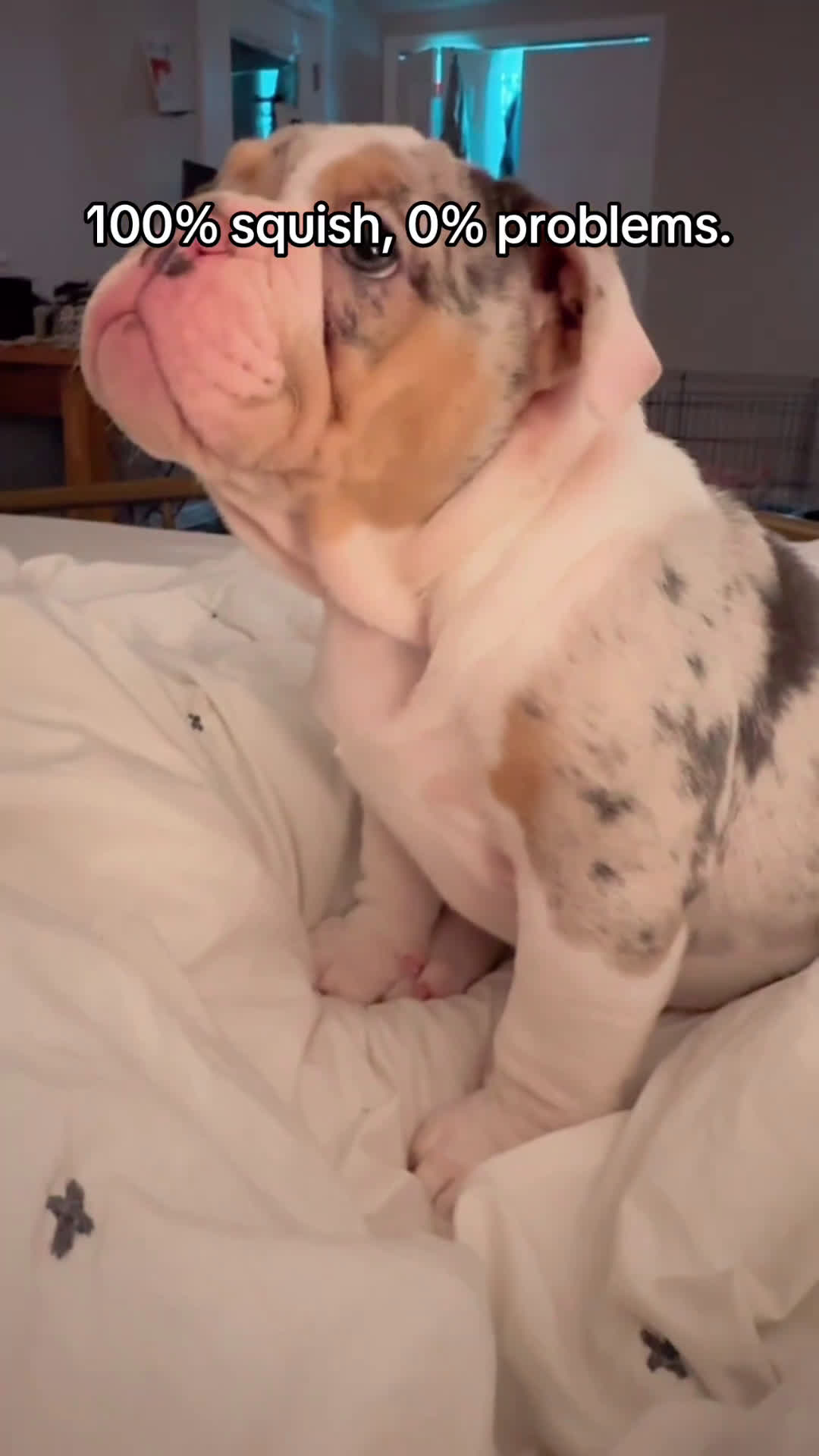 English Bulldog dogs for sale: Merle English Bulldog Puppy 1 - Video 3