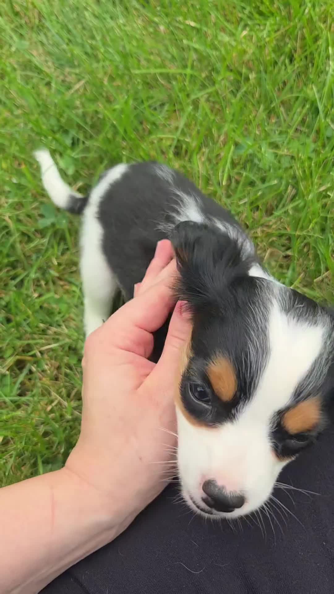 Cavalier King Charles Spaniel dogs for sale: Lily - Video 1