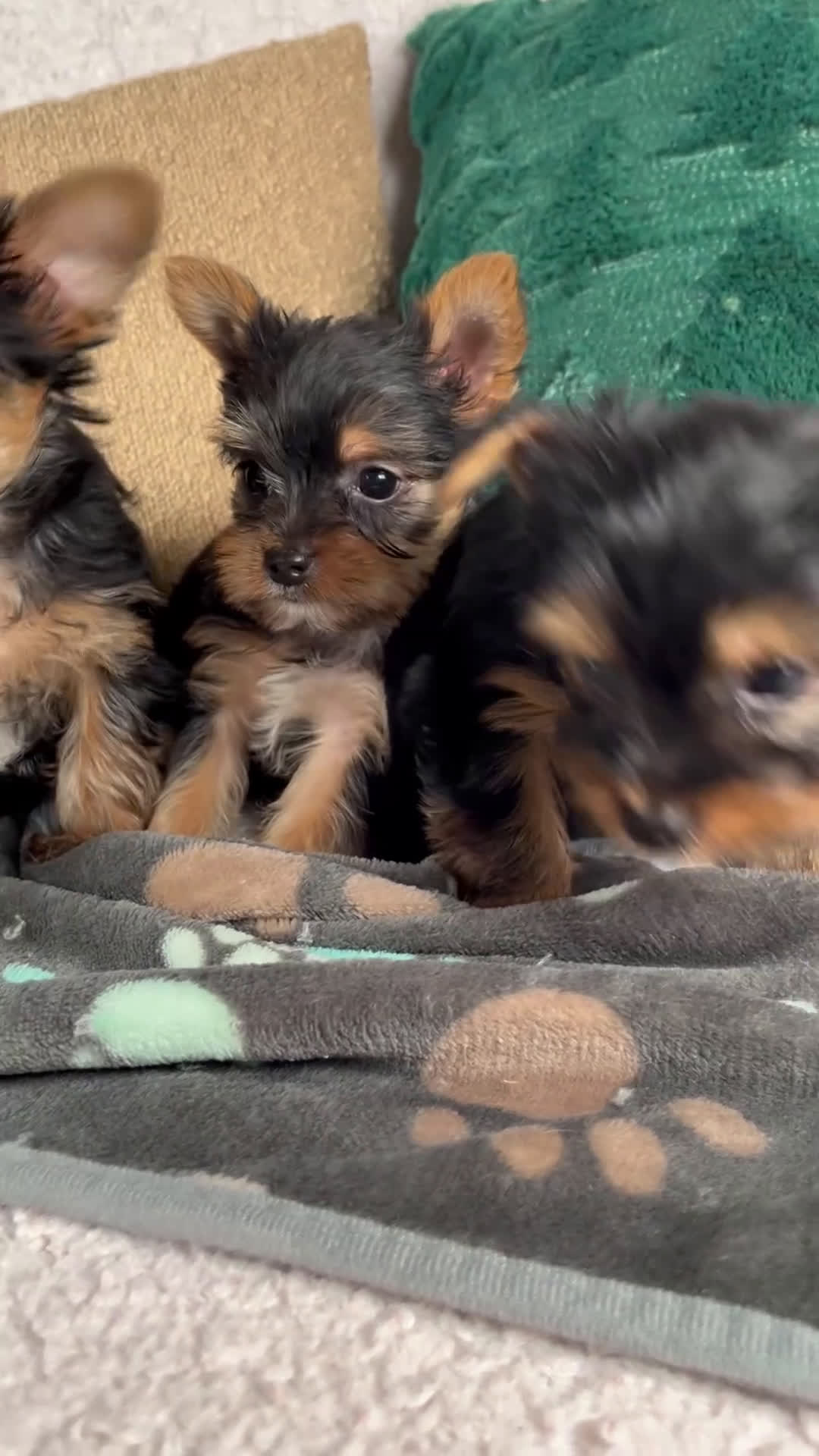 Yorkshire Terrier dogs for sale: Layla - Video 2
