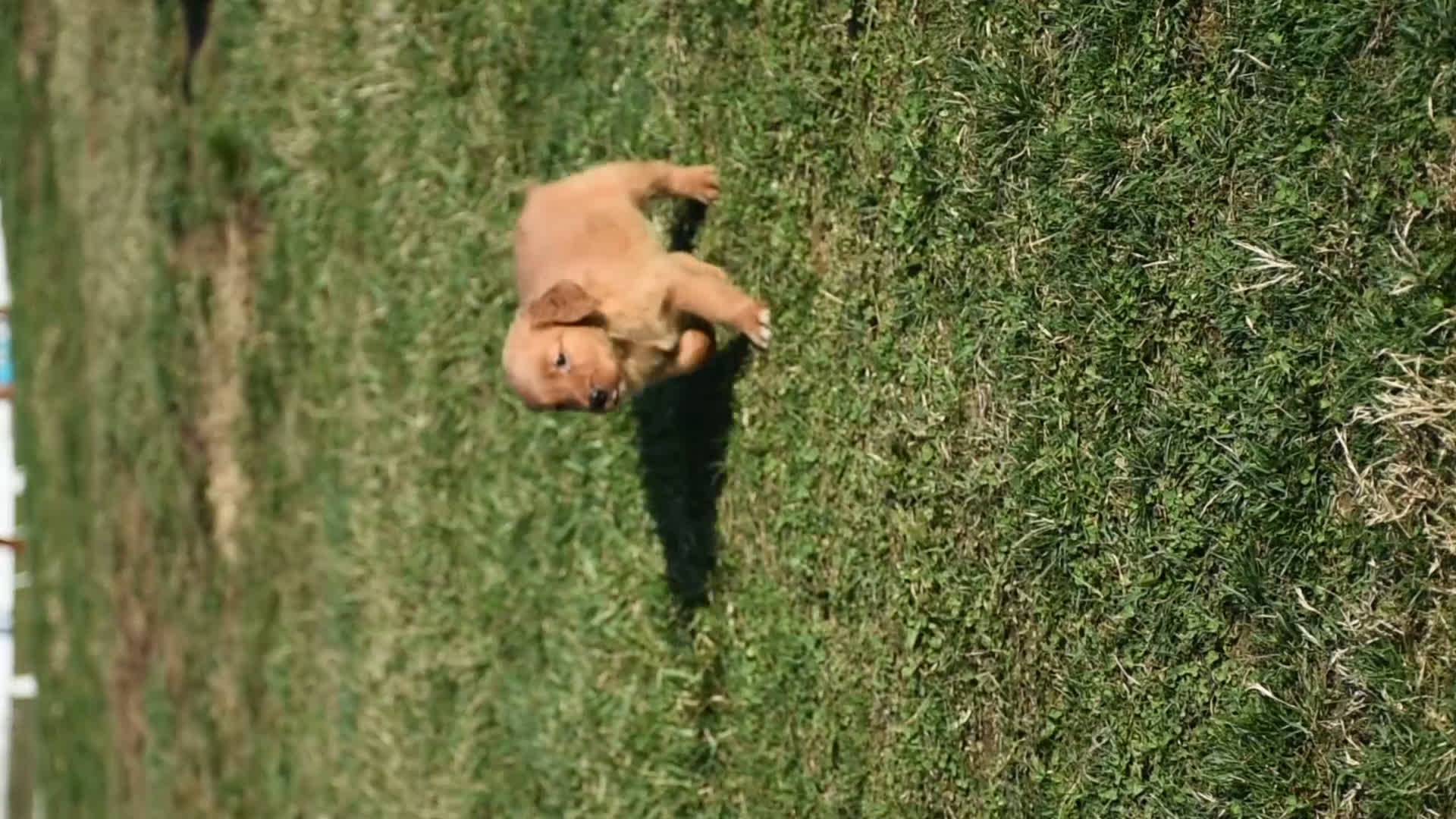 Golden Retriever dogs for sale: Tammy     Genetic/OFA - Video 1