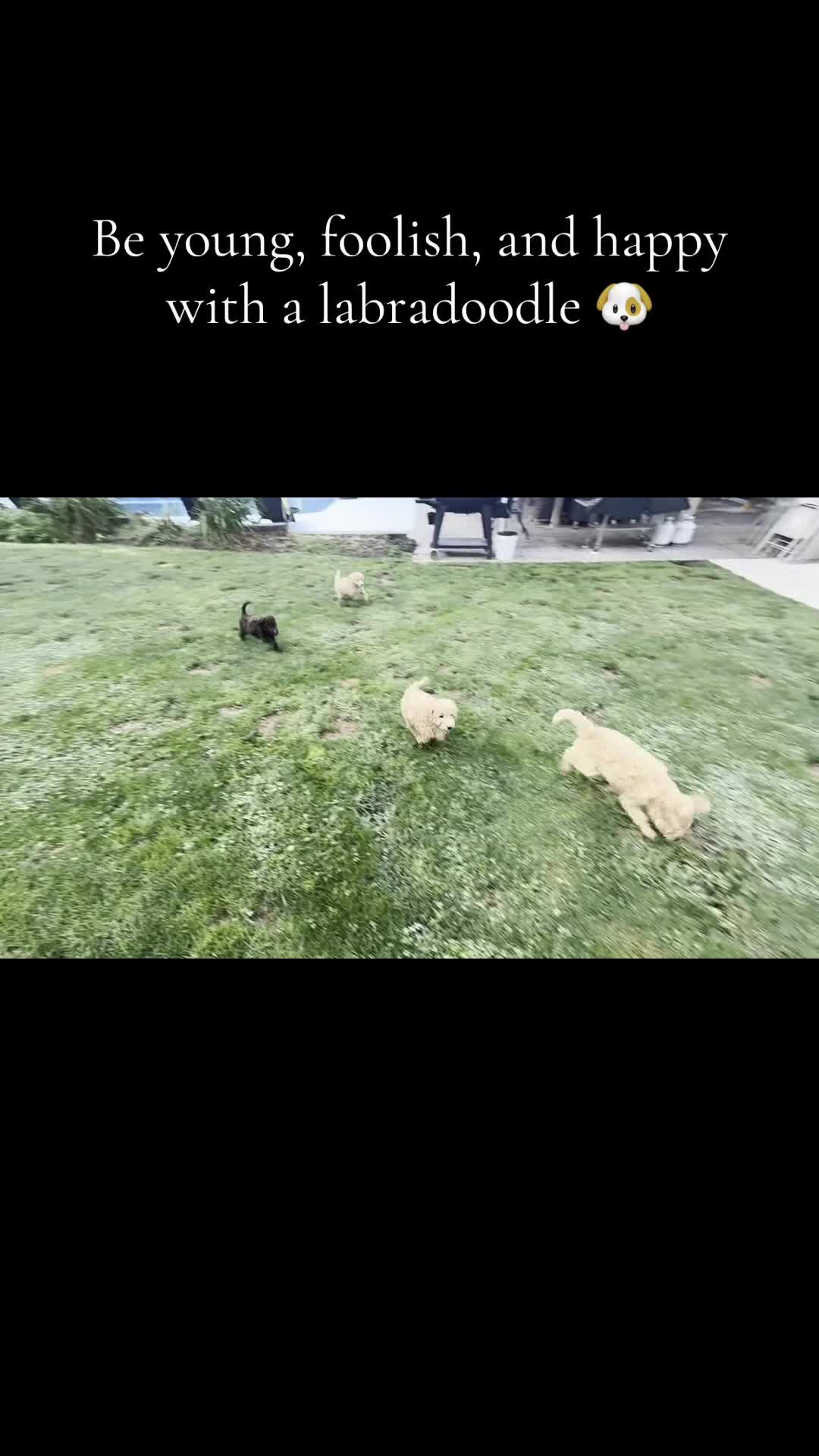 Miniature Labradoodle dogs for sale: LD B1 - Video 1