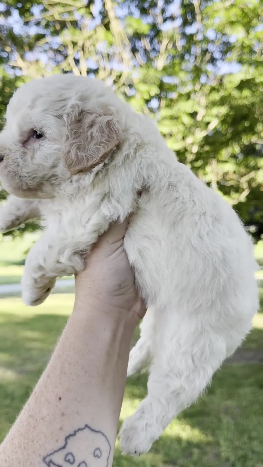 Mini Aussiedoodle dogs for sale: Stone - Micro Mini F1b - Video 1