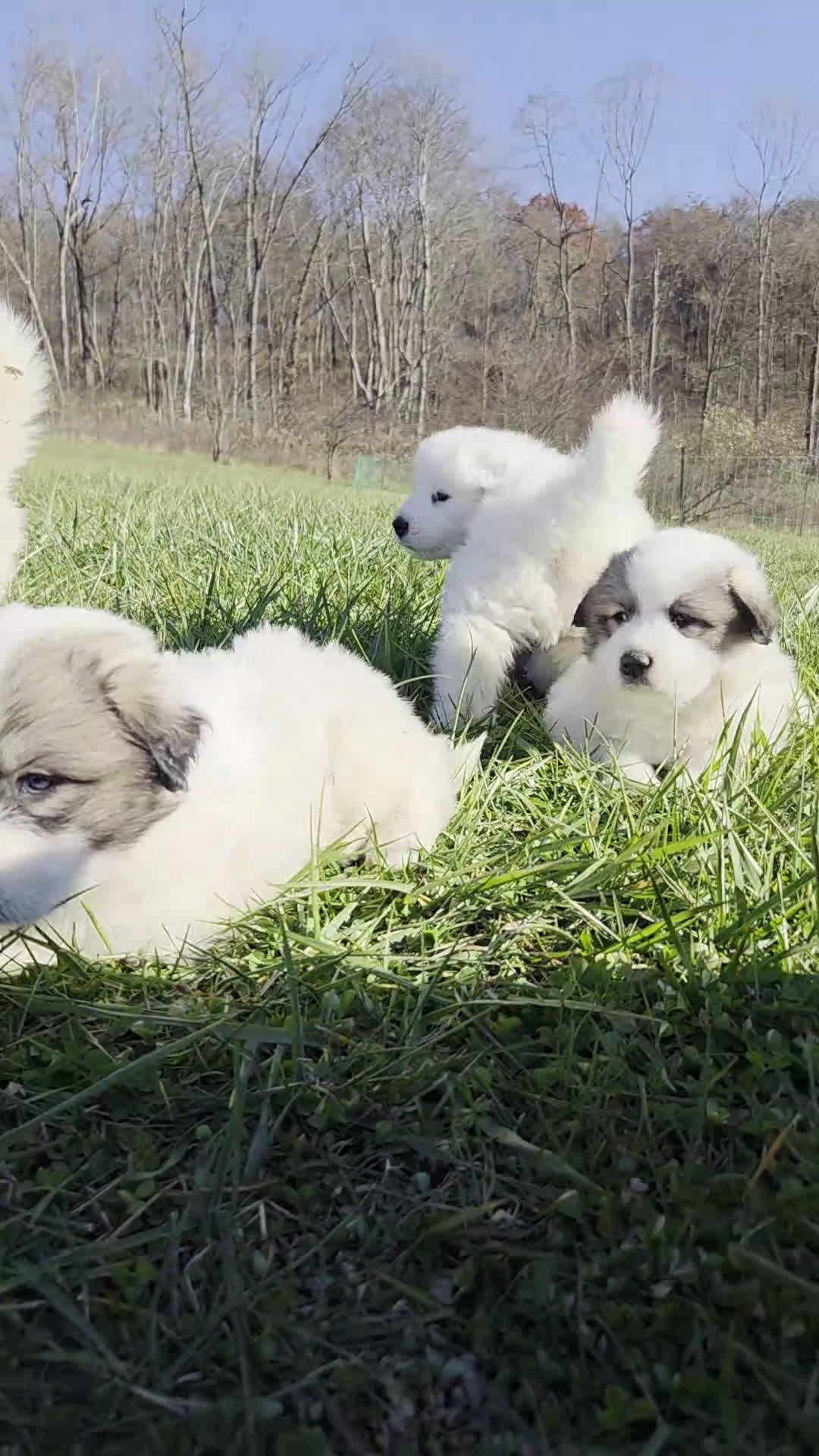 Great Pyrenees dogs for sale: Rudolph - Video 2