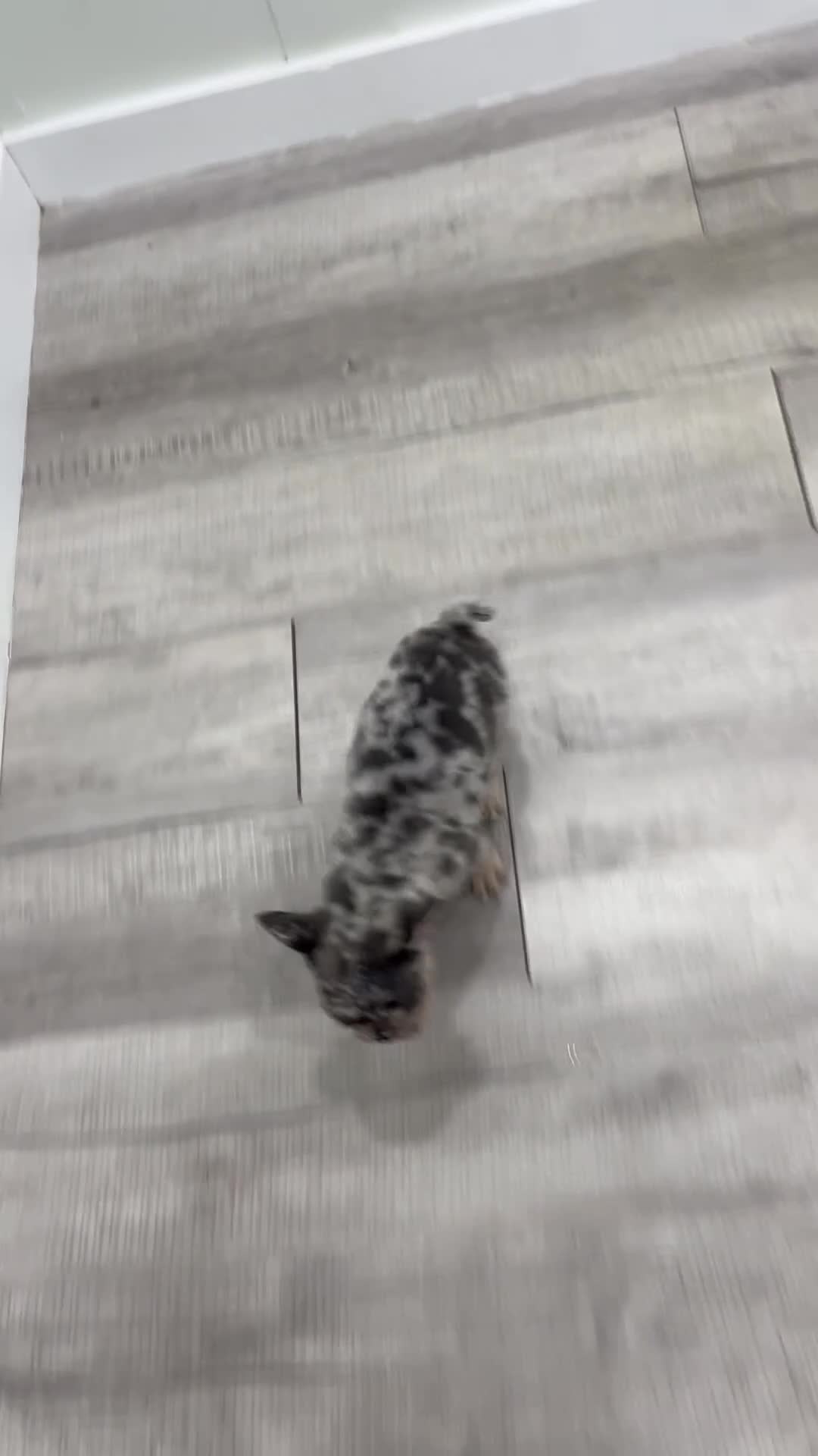 French Bulldog dogs for sale: Leo - Video 1
