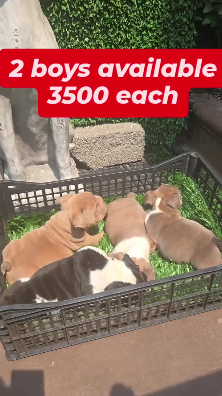 Mixed Breed dogs for sale: CHARLES - Video 2