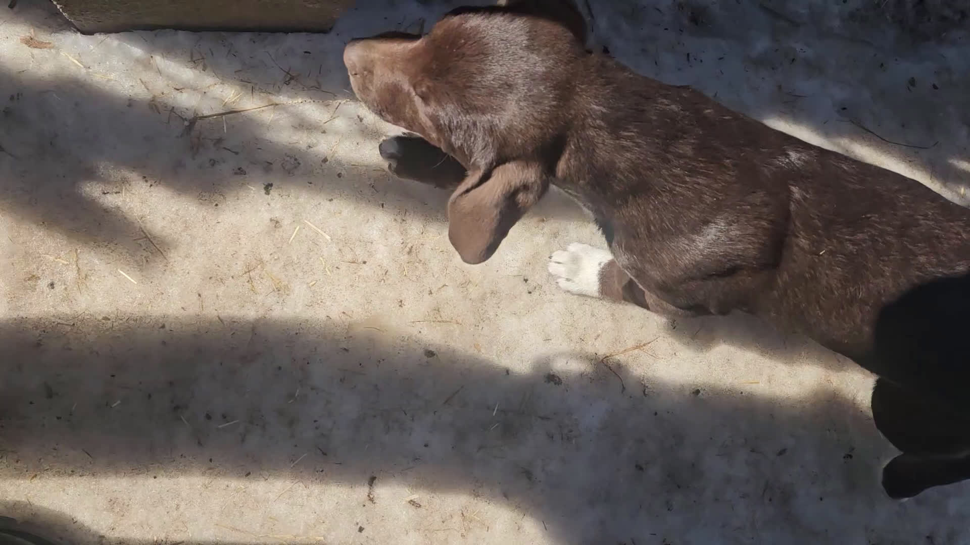 Border Collie dogs for sale: Cierra - Video 1