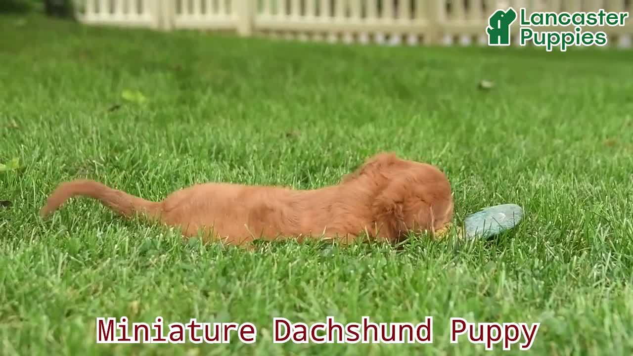 Miniature Dachshund dogs for sale: Jordan  - Video 1