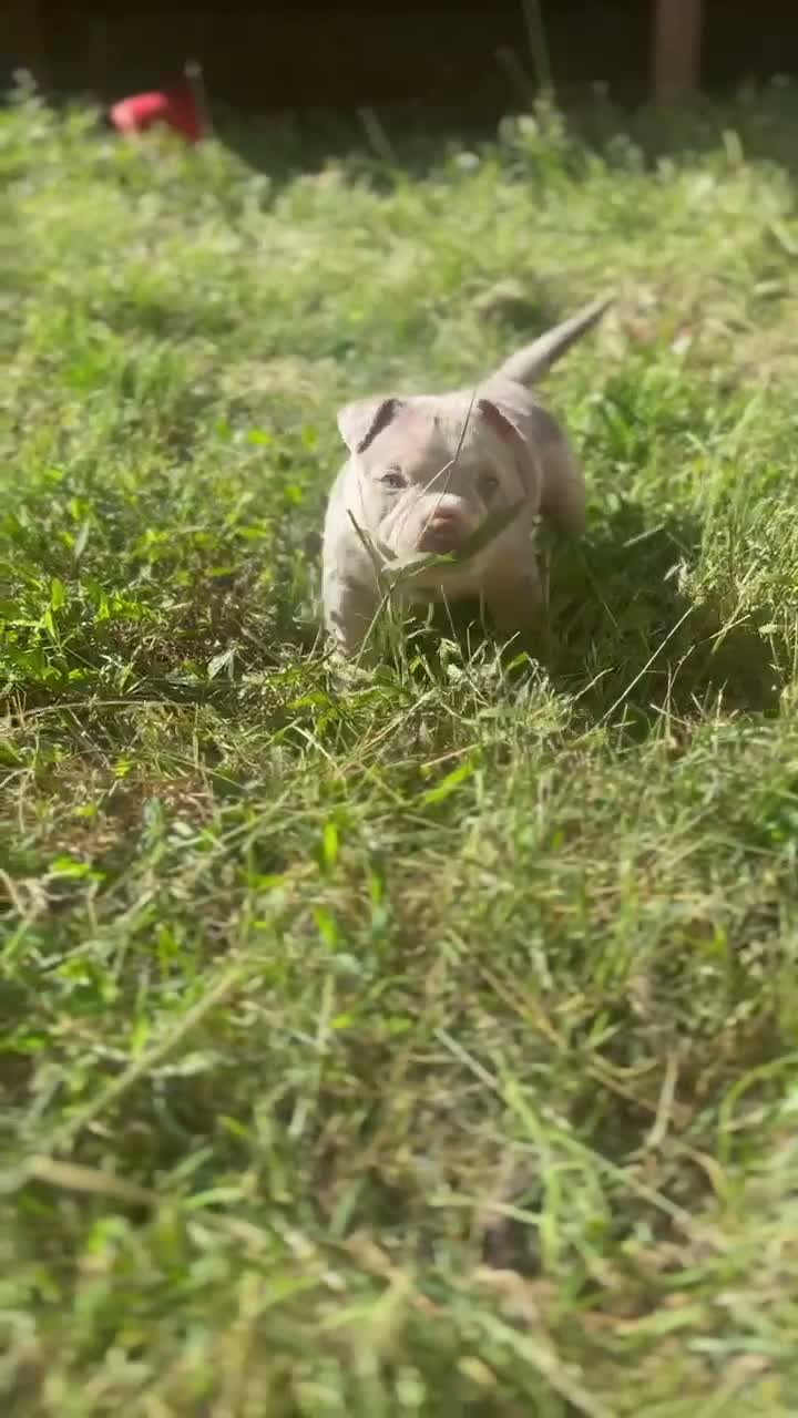 American Bully dogs for sale: Lilac tri male  - Video 1