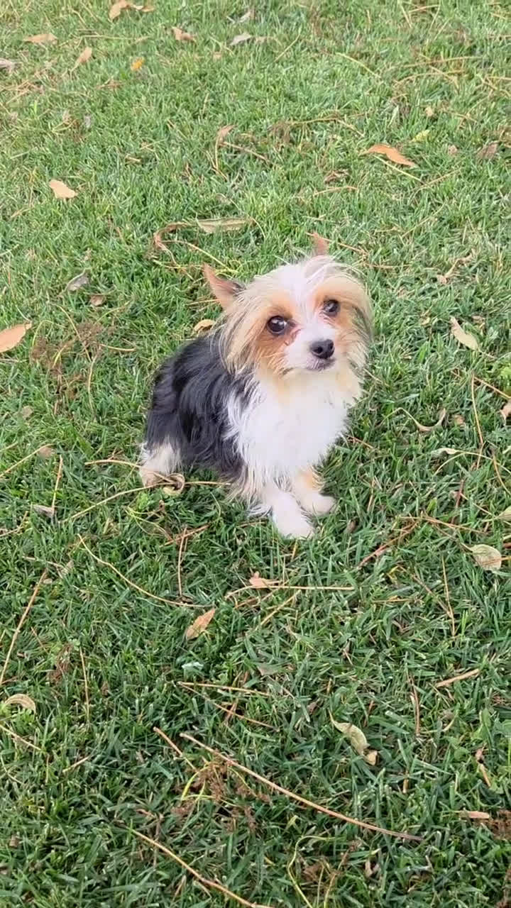 Yorkshire Terrier dogs for sale: Young Adult Yorkie  - Video 1