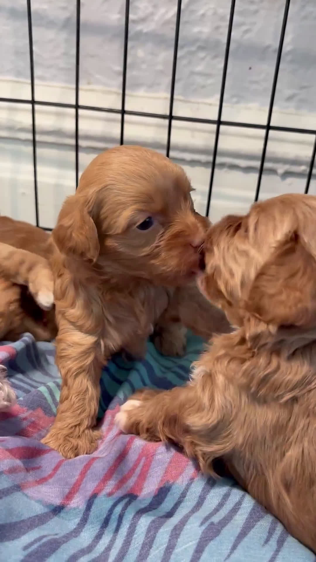 Shihpoo dogs for sale: Leo  - Video 1
