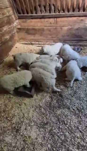 Great Pyrenees dogs for sale: Great Pyrenees 9 - Video 1