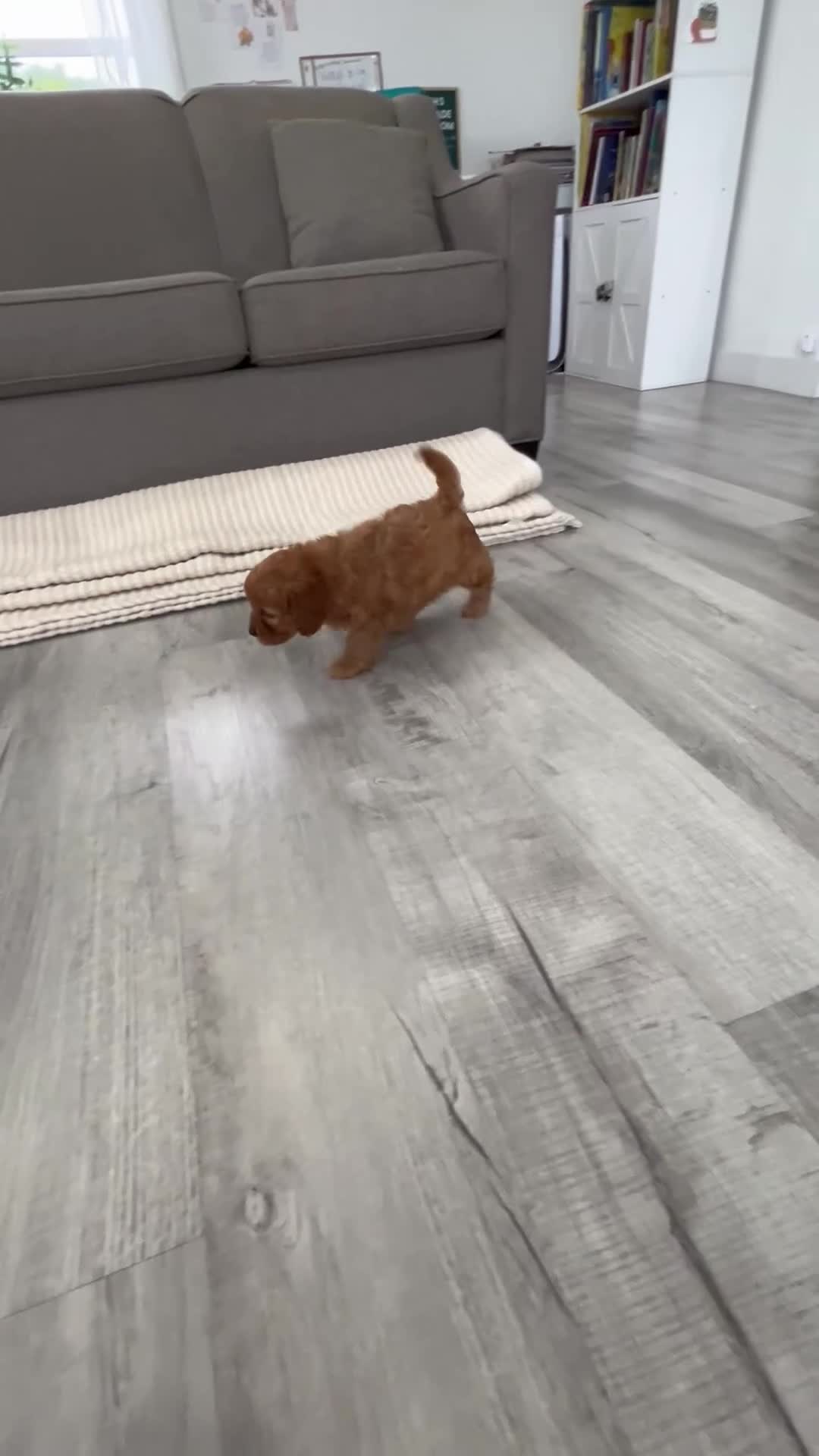 Mini Goldendoodle dogs for sale: Banjo - Video 1