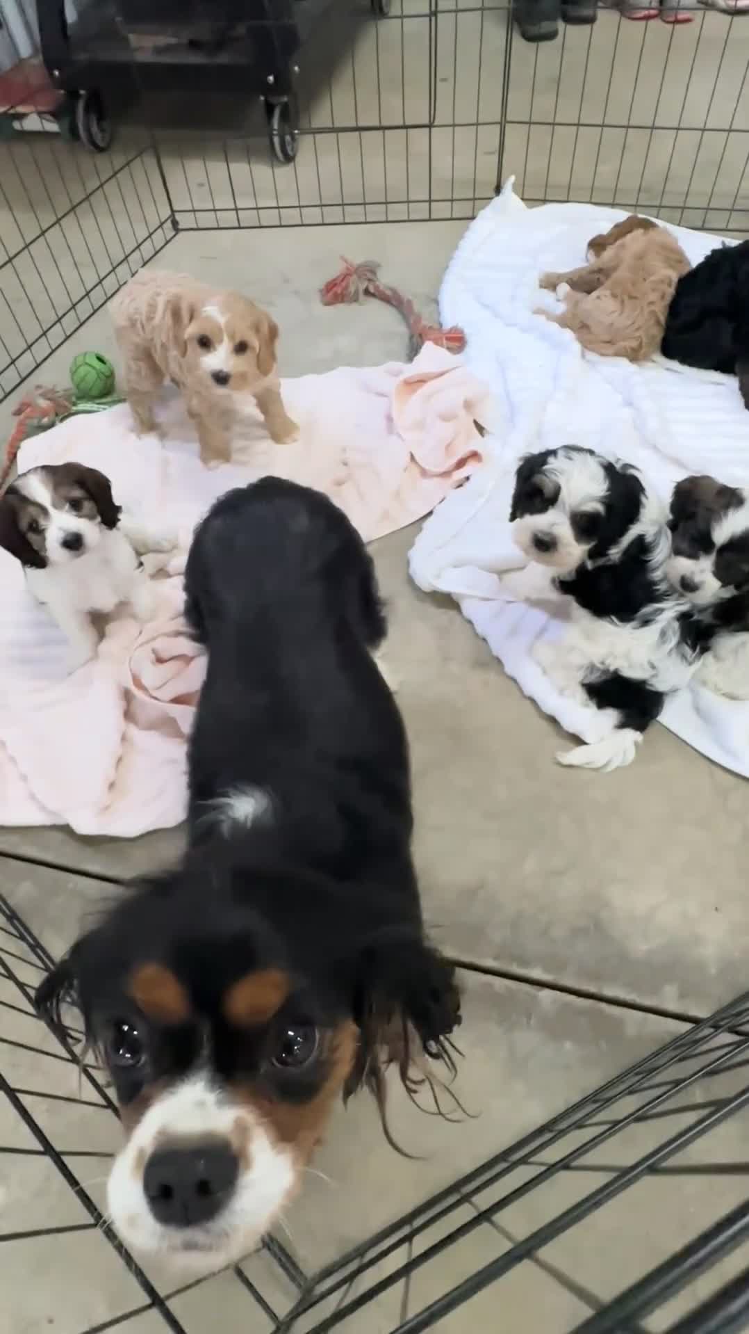 Cavapoo dogs for sale: Chester - Video 1