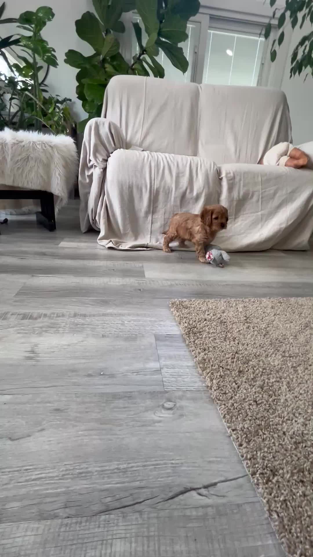 Cavapoo dogs for sale: Dakota  - Video 1