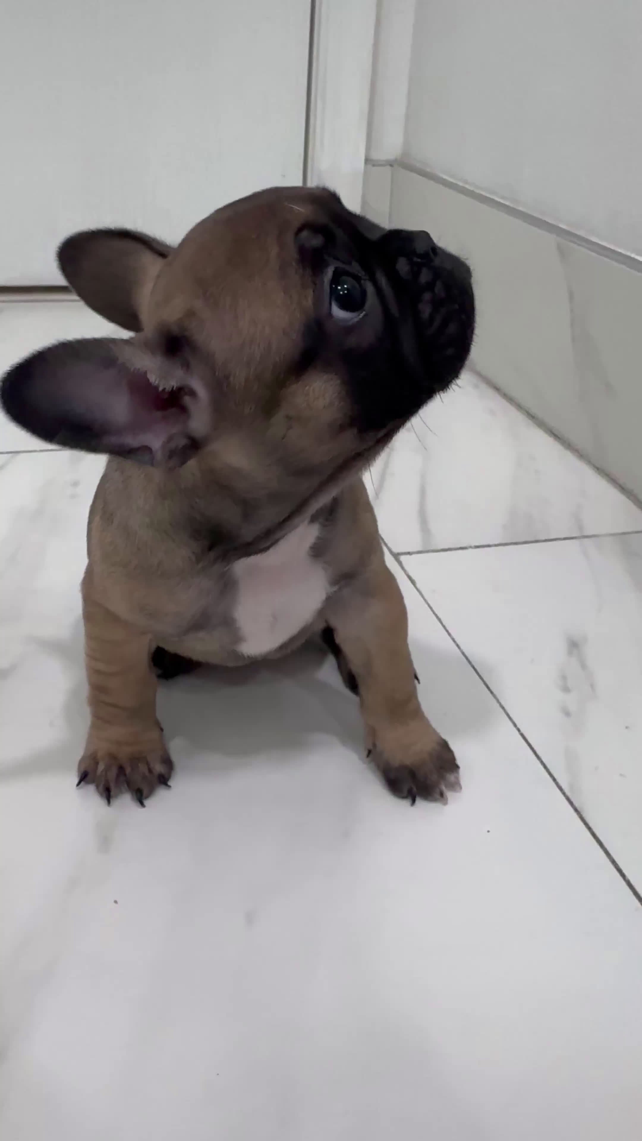 French Bulldog dogs for sale: French Bulldog Puppy 3 (REHOUSED)  - Video 3
