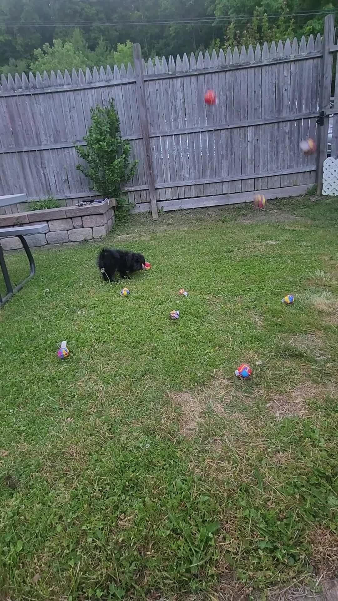 Pomapoo dogs for sale: Onyx  - Video 1