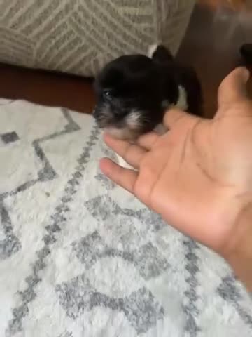 Shihpoo dogs for sale: Dreamy - Video 1