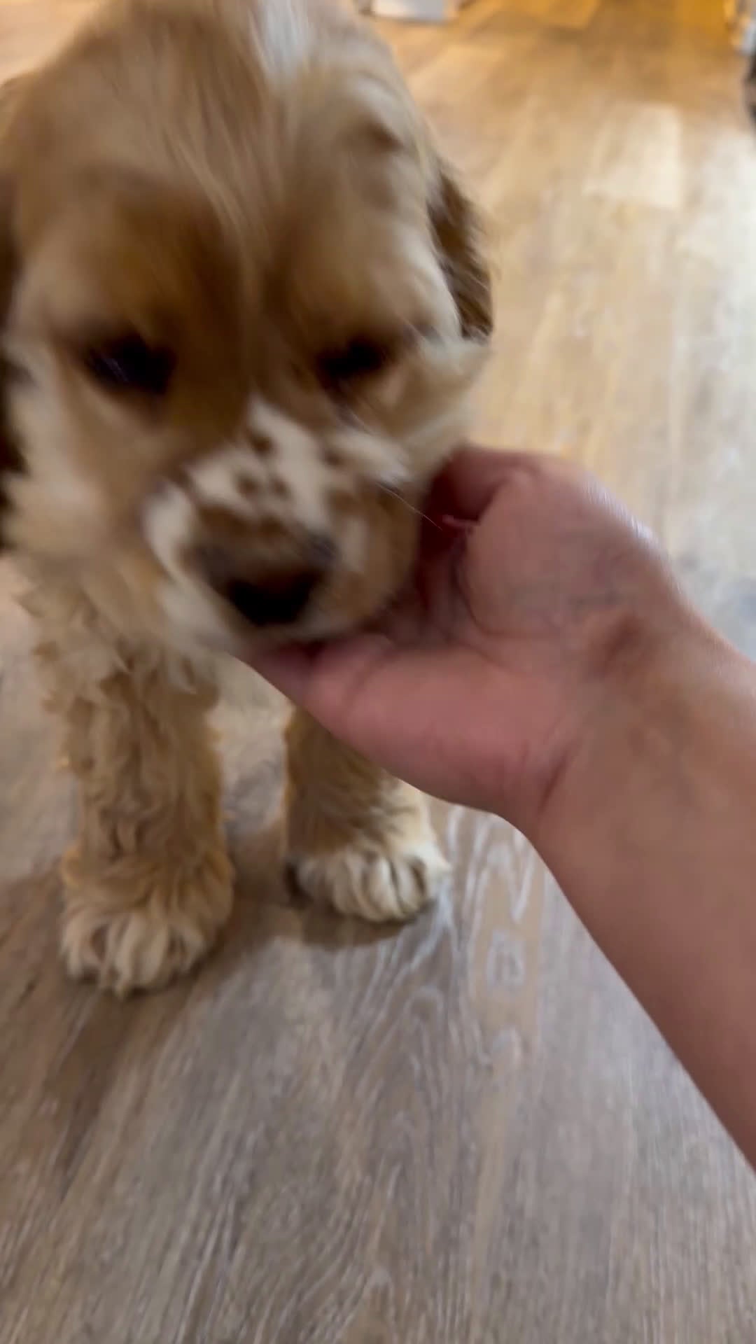 Cocker Spaniel dogs for sale: Byrce - Video 4