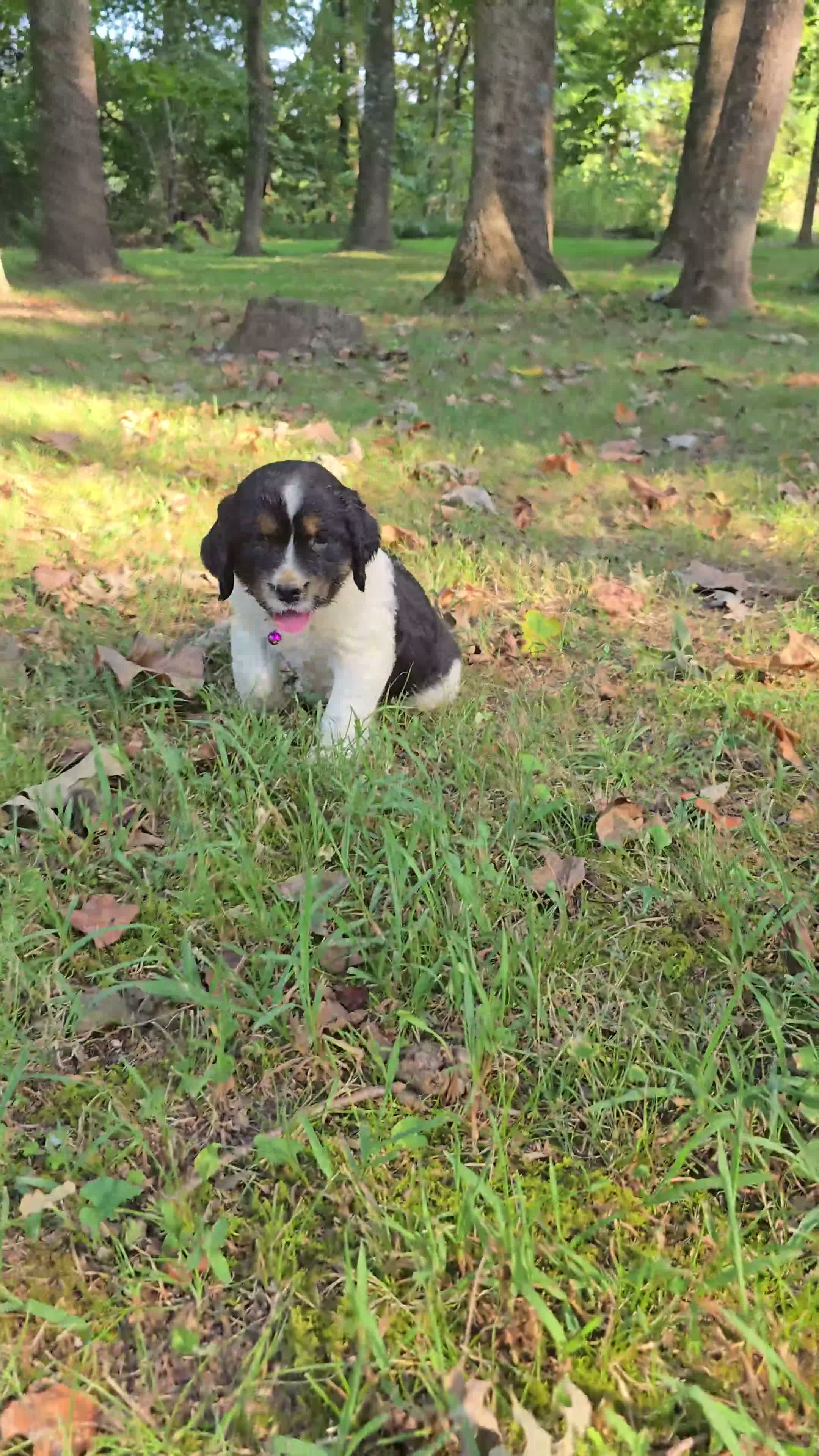English Springer Spaniel dogs for sale: Liberty  - Video 2