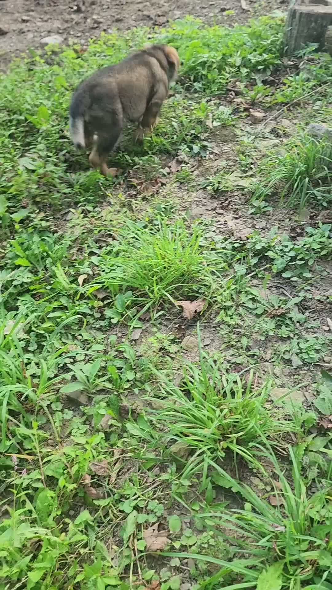 German Shepherd dogs for sale:  Thora - Video 1
