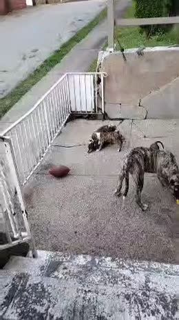 Mixed Breed dogs for sale: Mixed Breed Puppy 8 - Video 2