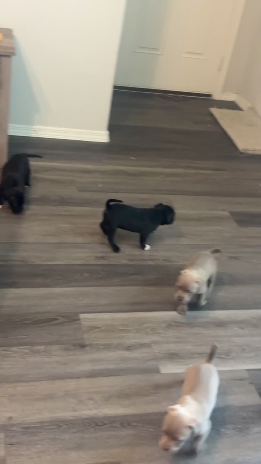 Mixed Breed dogs for sale: One paw - Video 1