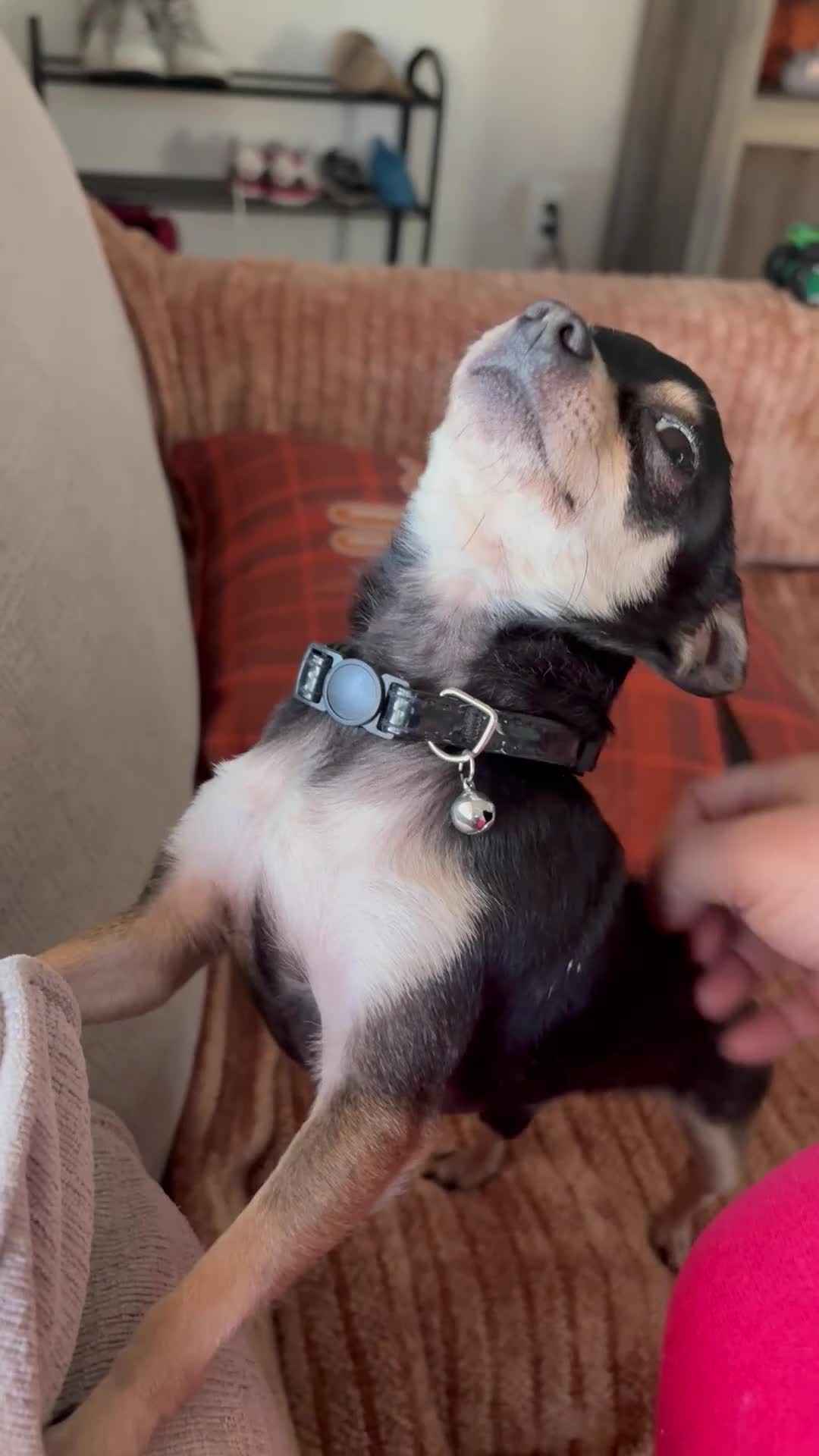 Chorkie dogs for sale: Chorkie 2 - Video 1