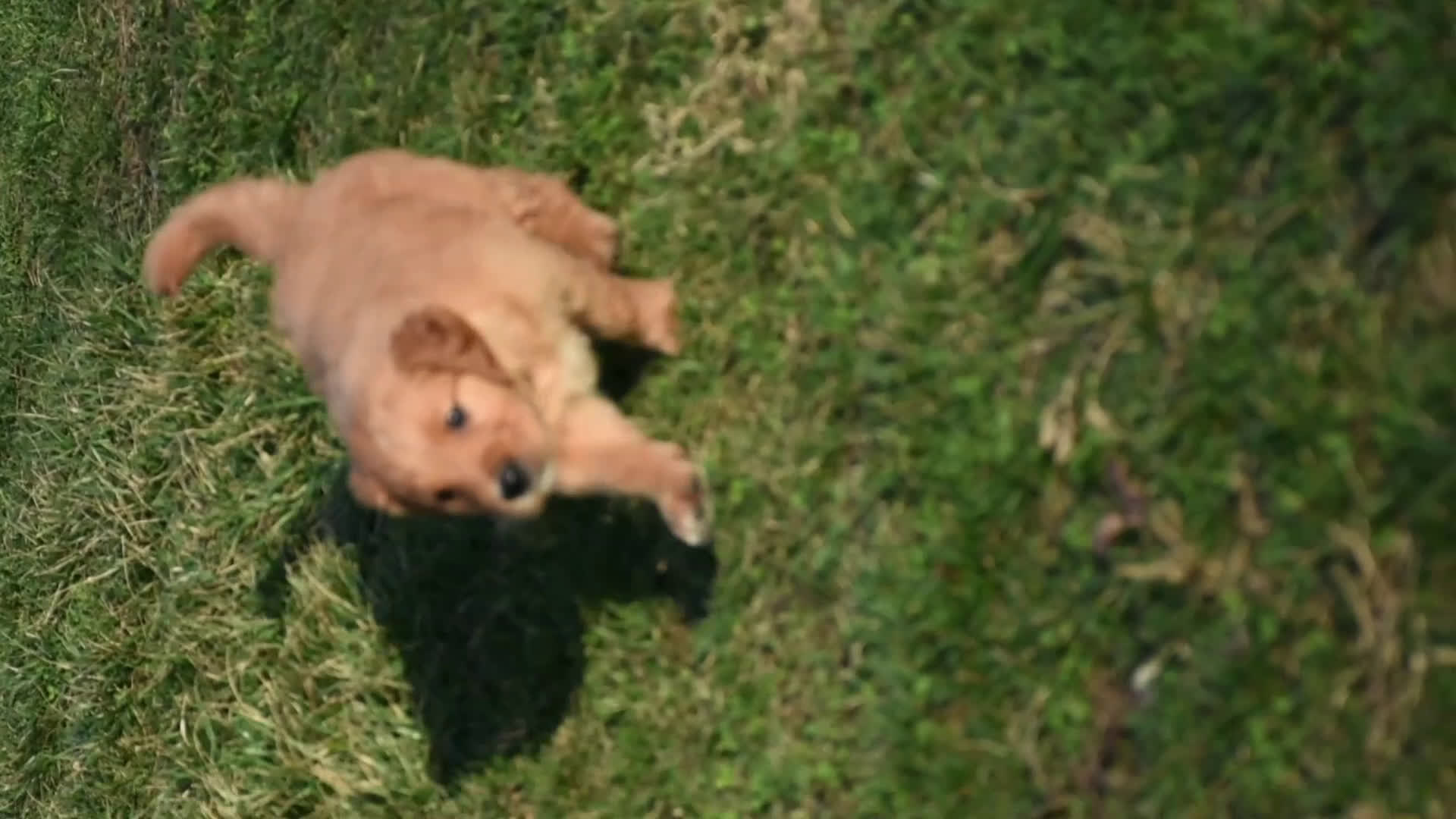 Golden Retriever dogs for sale: Rollie         Genetic/OFA - Video 1