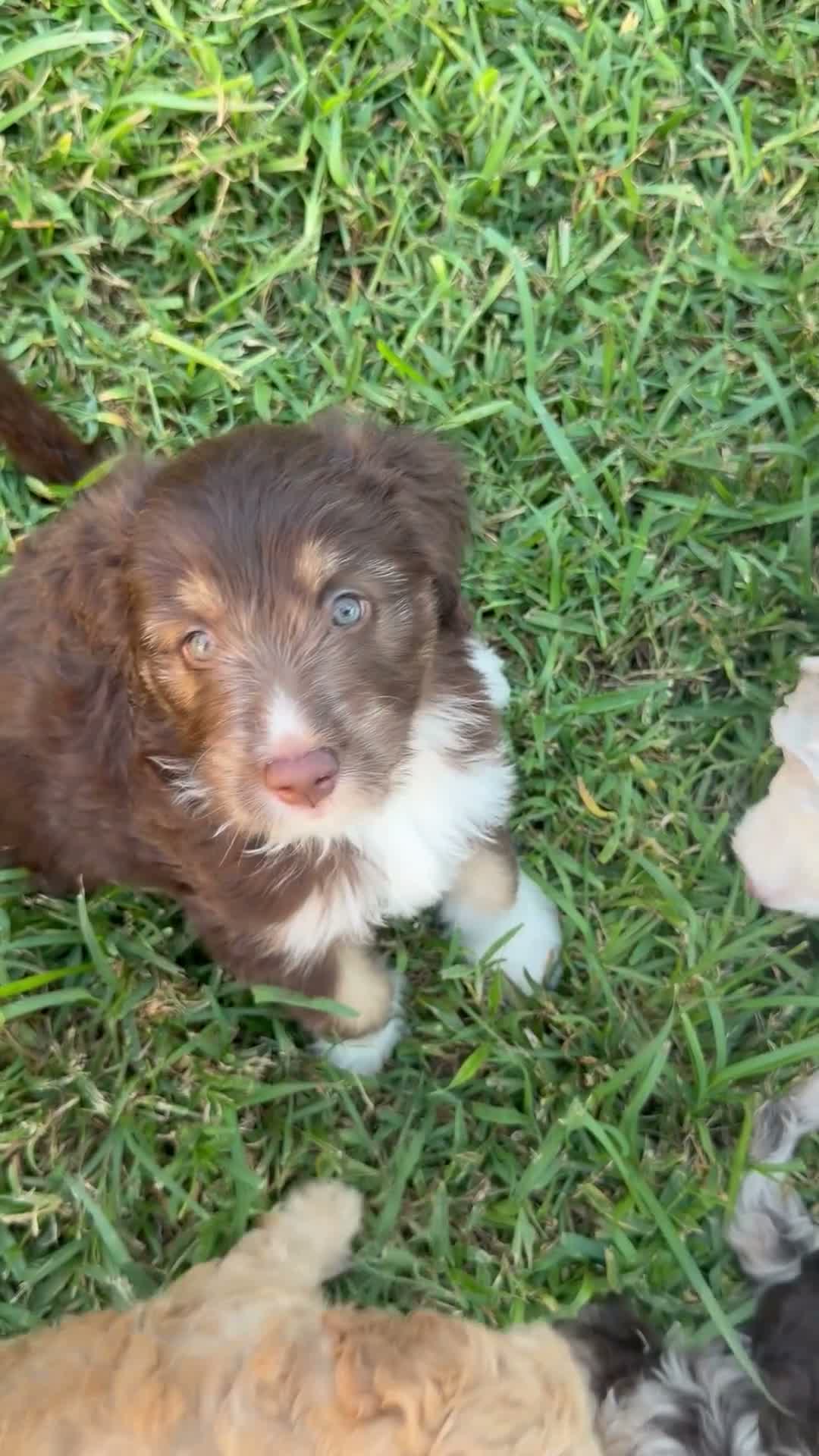 Aussiedoodle dogs for sale: Aussiedoodle 5 - Video 2