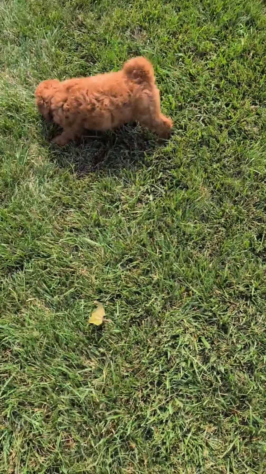 Cavapoo dogs for sale: Mason - Video 1