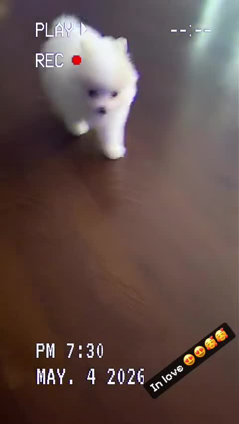 Pomeranian dogs for sale: Pomeranian Puppy 1 - Video 1