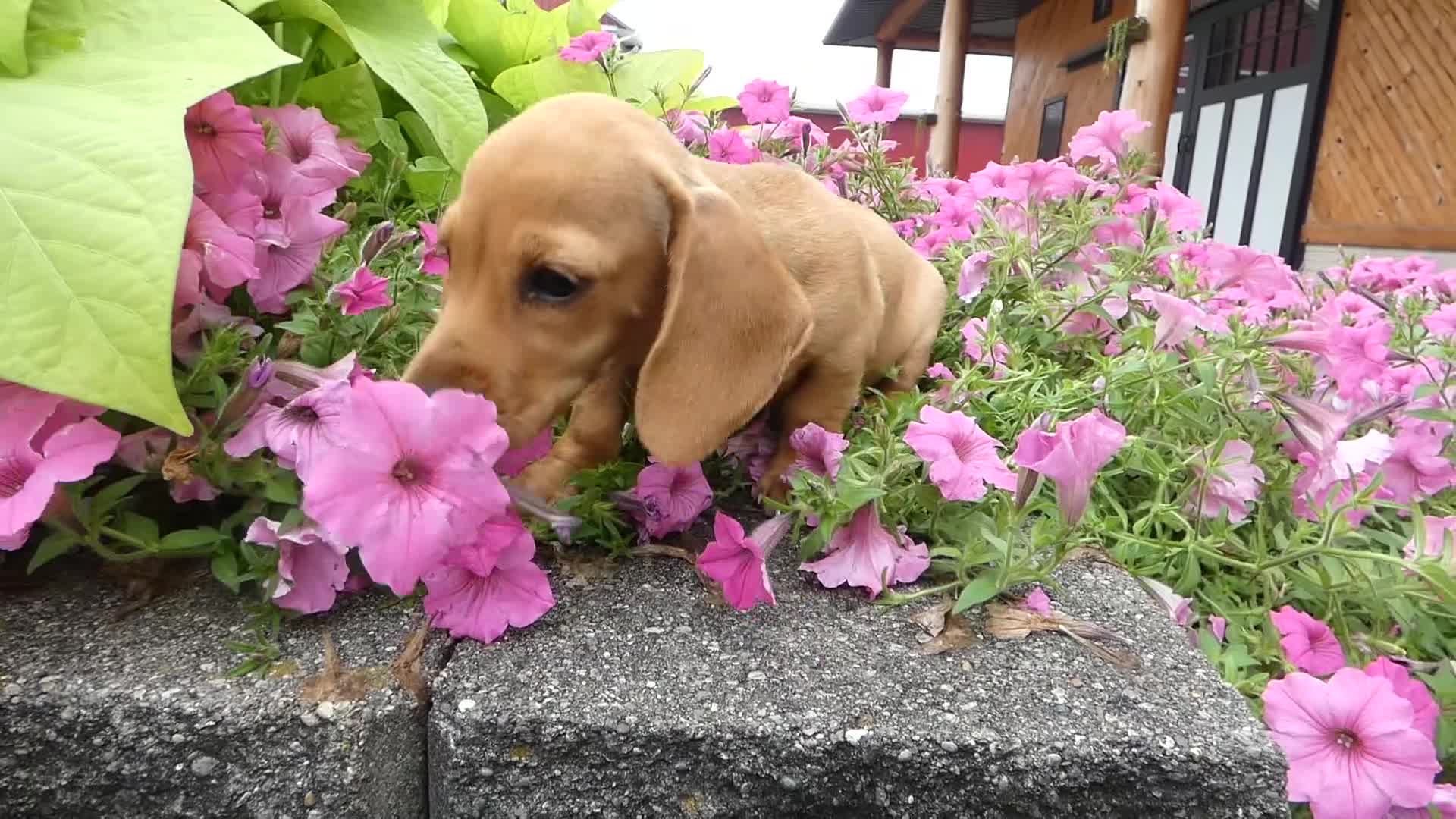 Miniature Dachshund dogs for sale: Miniature Dachshund 1 Molly - Video 1