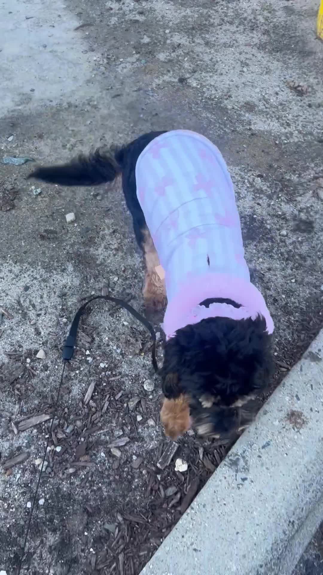 Cavapoo dogs for sale: Bella - Video 1