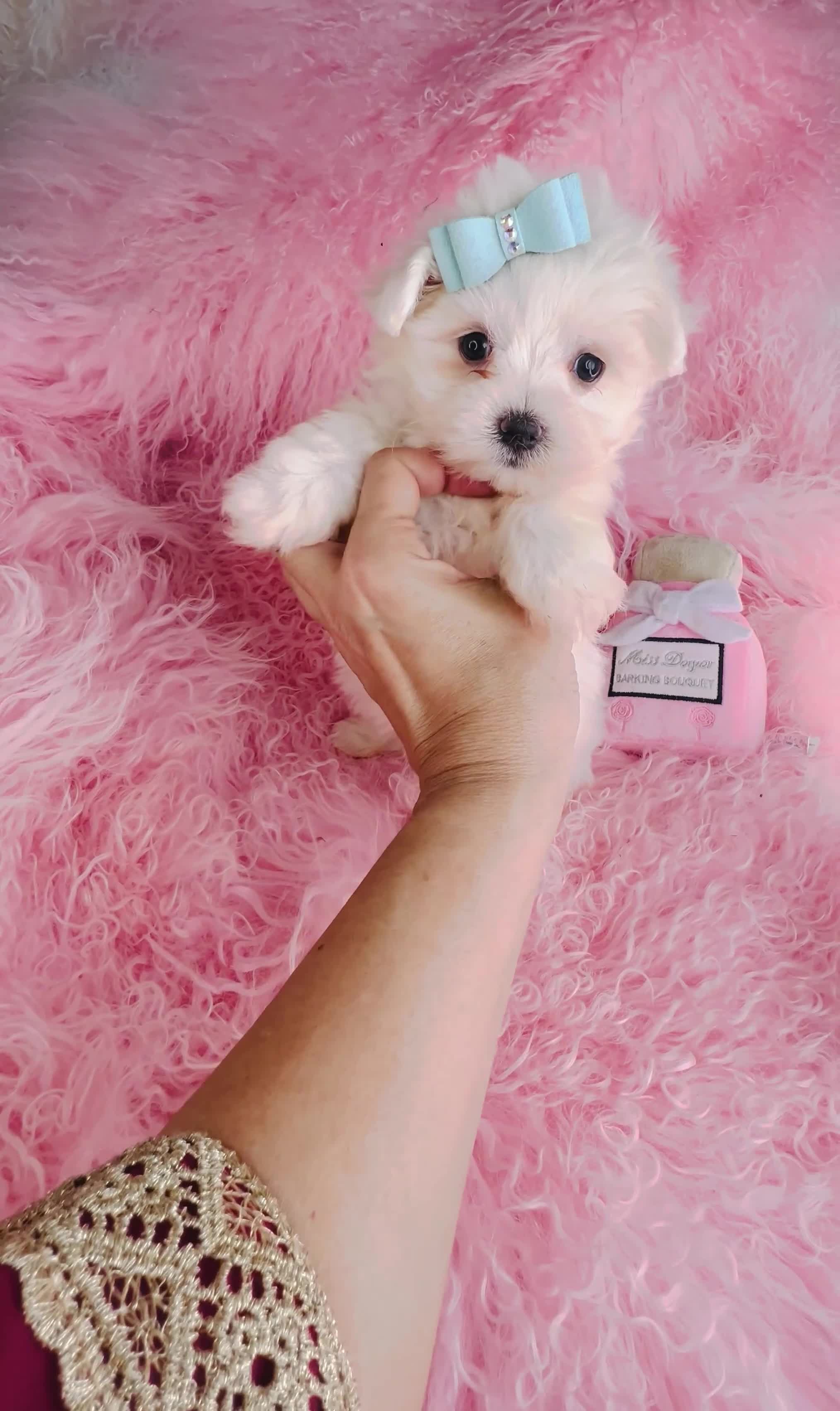 Maltese dogs for sale: Maltese Puppy 1 - Video 1