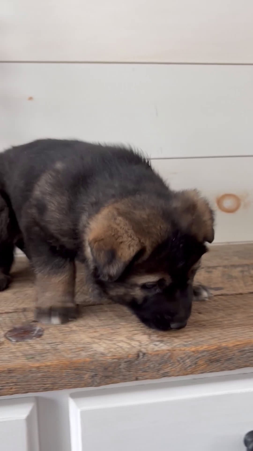 German Shepherd dogs for sale: Millie - Video 2