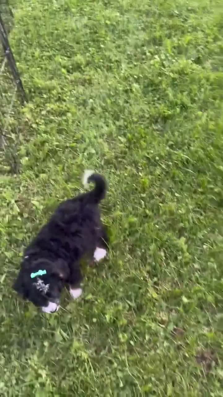 Bernedoodle dogs for sale: Stormy - Video 1