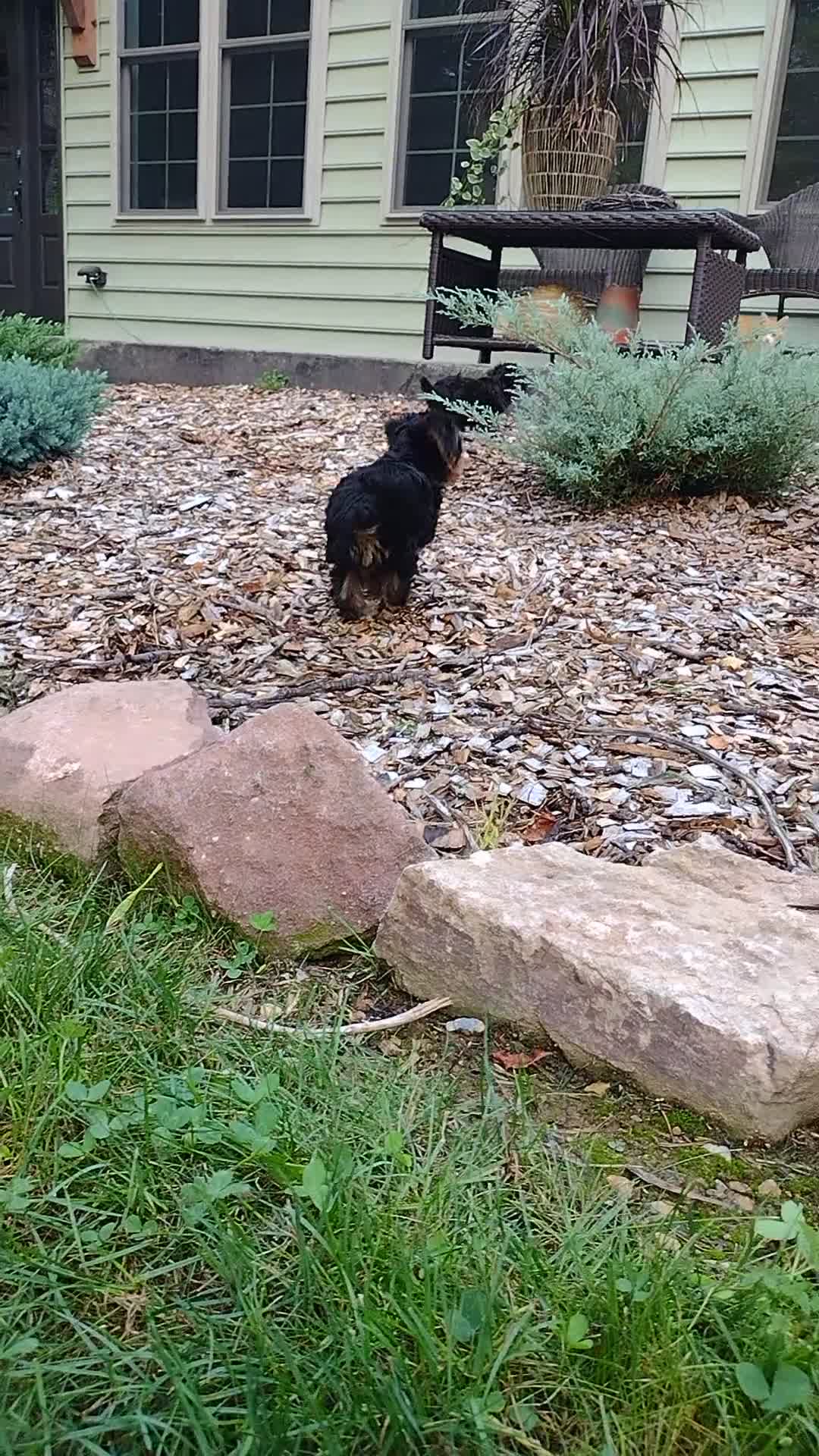 Yorkiepoo dogs for sale: Lolly - Video 1