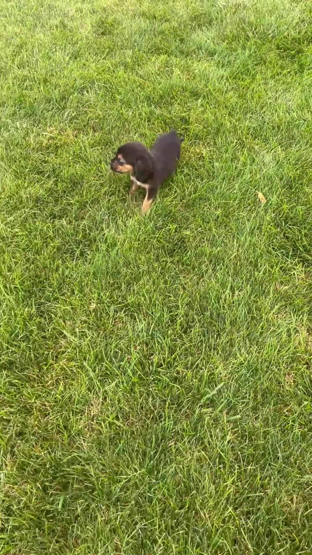 Beaglier dogs for sale: Dove - Video 1