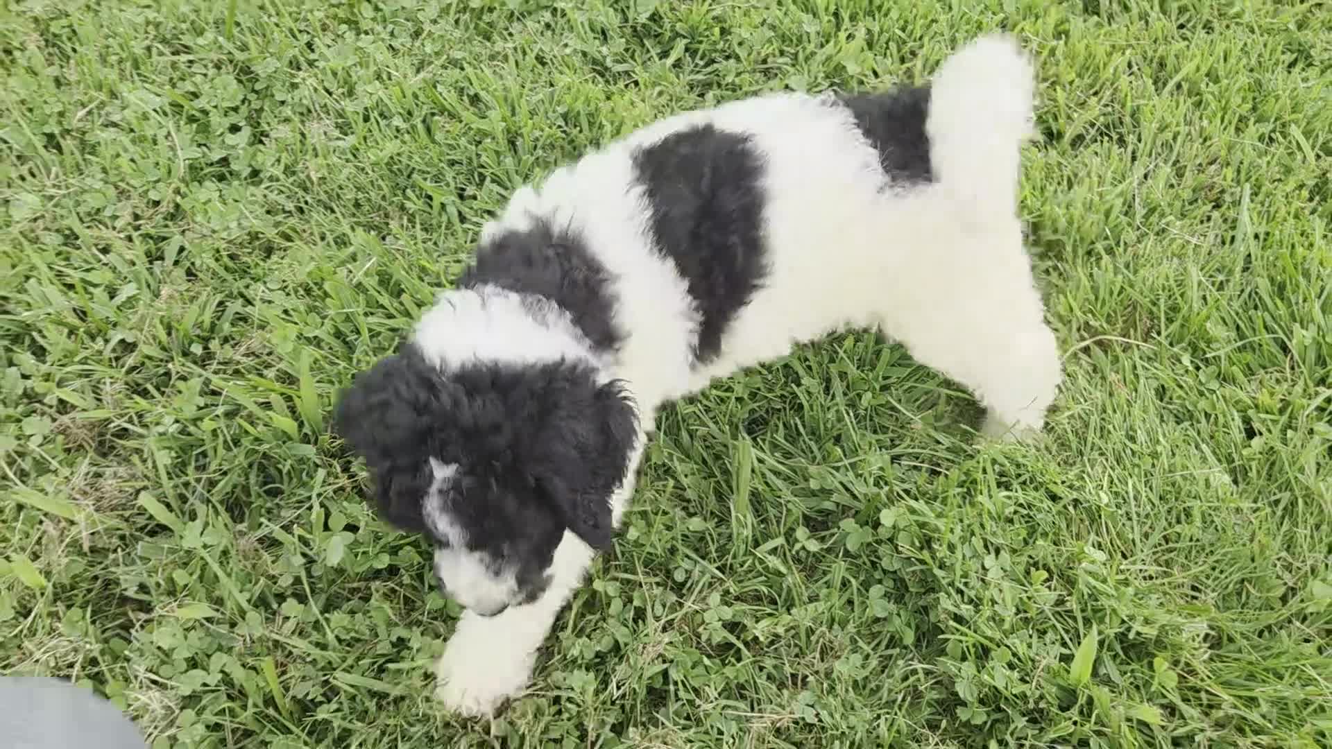 Aussiedoodle dogs for sale: Shep - Video 1