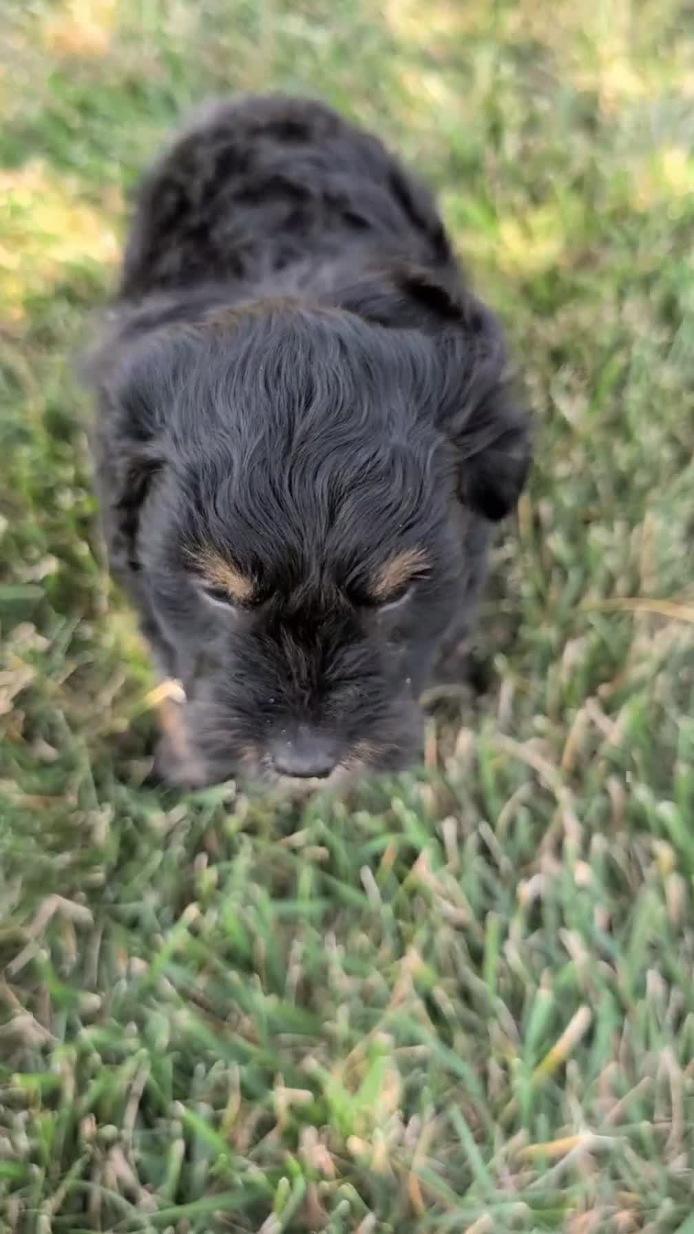 Cavapoo dogs for sale: Max - Video 1