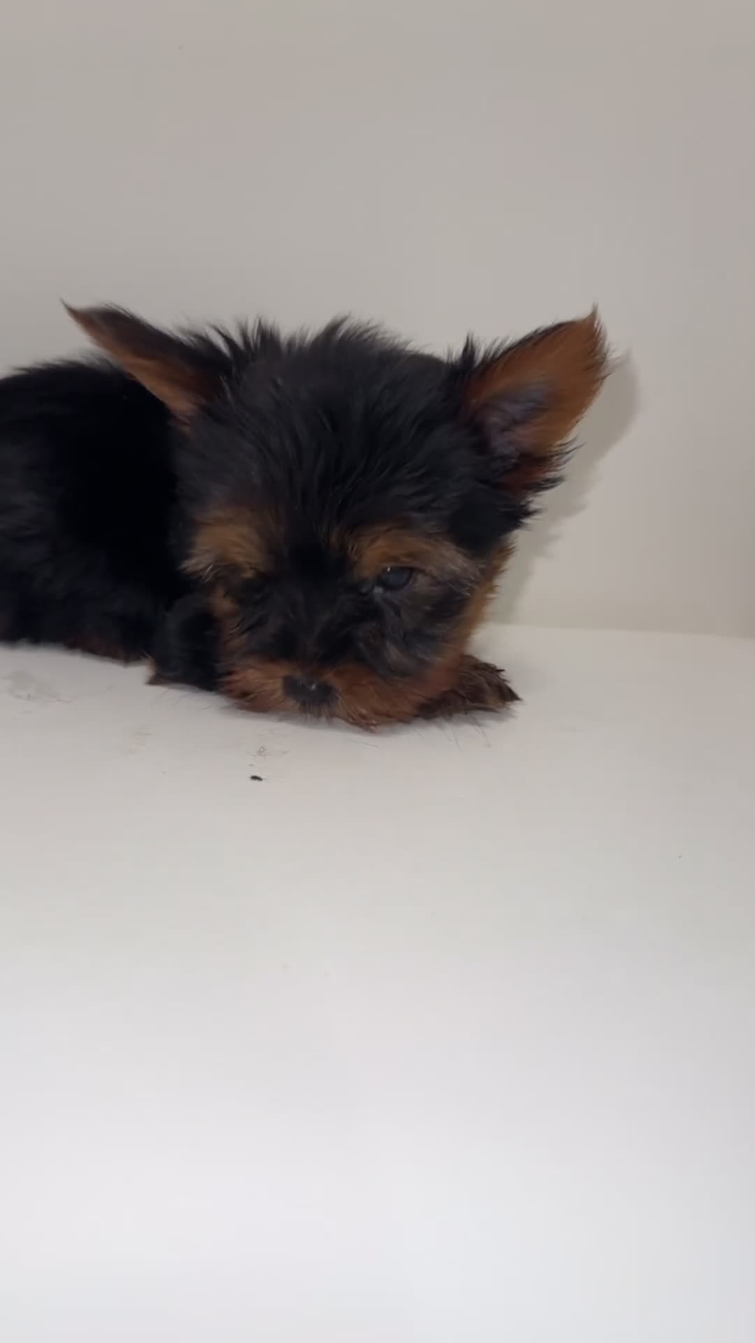 Yorkshire Terrier dogs for sale: Ken - Video 1